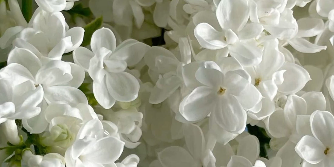 Los mejores perfumes con jazmín para mujer: elegancia floral para cualquier ocasión