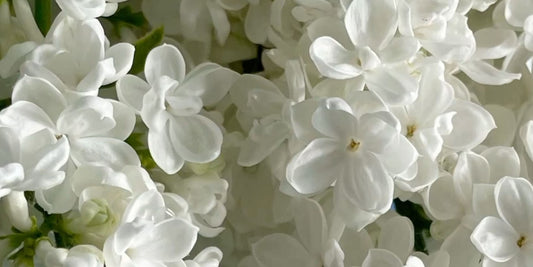 Los mejores perfumes con jazmín para mujer: elegancia floral para cualquier ocasión